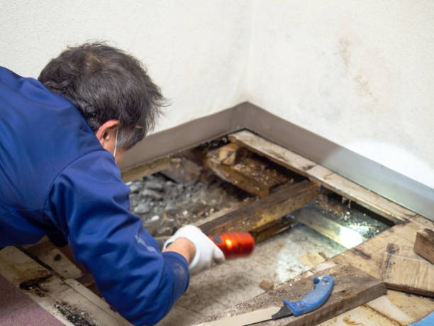 Attic Mold Removal in Rangely, CO