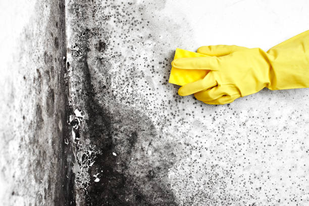Best Attic Mold Removal  in Rangely, CO