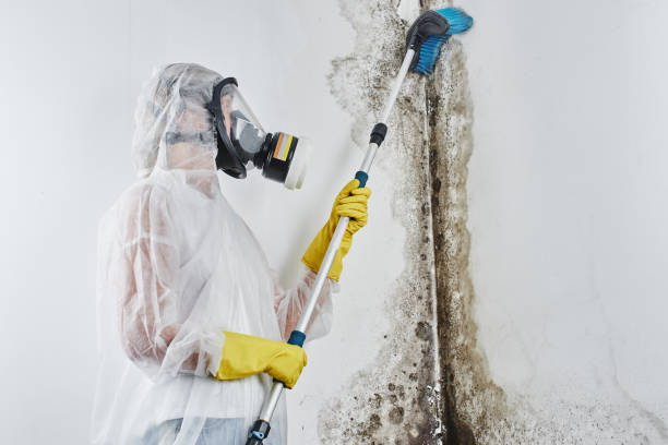 Best Commercial Mold Removal  in Rangely, CO
