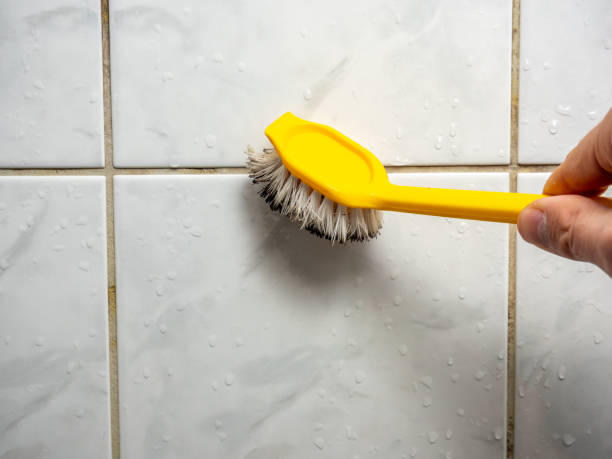 Trusted Rangely, CO Mold Removal Experts