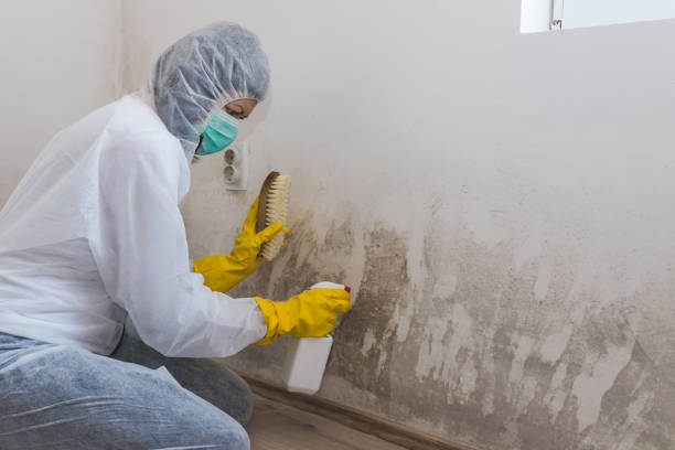 Best Crawl Space Mold Removal  in Rangely, CO