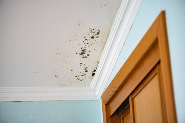 Best Best Mold Removal Companies  in Rangely, CO