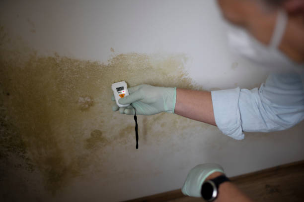 Best Same-Day Mold Removal  in Rangely, CO
