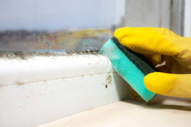 Best Residential Mold Removal  in Rangely, CO