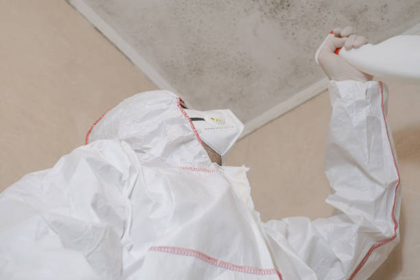 Best Emergency Mold Removal  in Rangely, CO