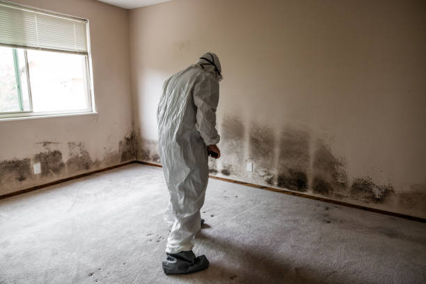 Best Mold Damage Repair  in Rangely, CO