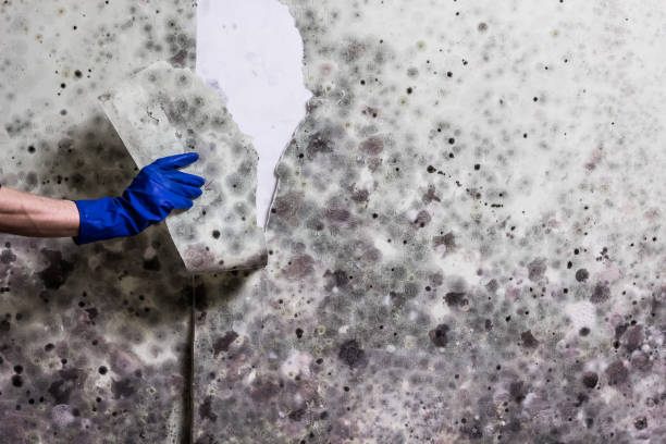 Best Mold Damage Repair  in Rangely, CO