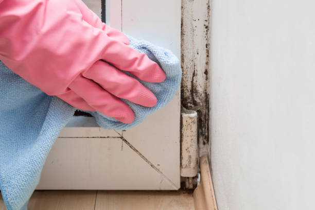 Best Mold Remediation  in Rangely, CO