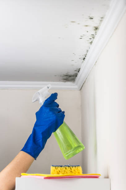 Best Professional Mold Removal  in Rangely, CO