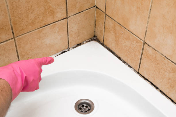 Best Certified Mold Removal  in Rangely, CO